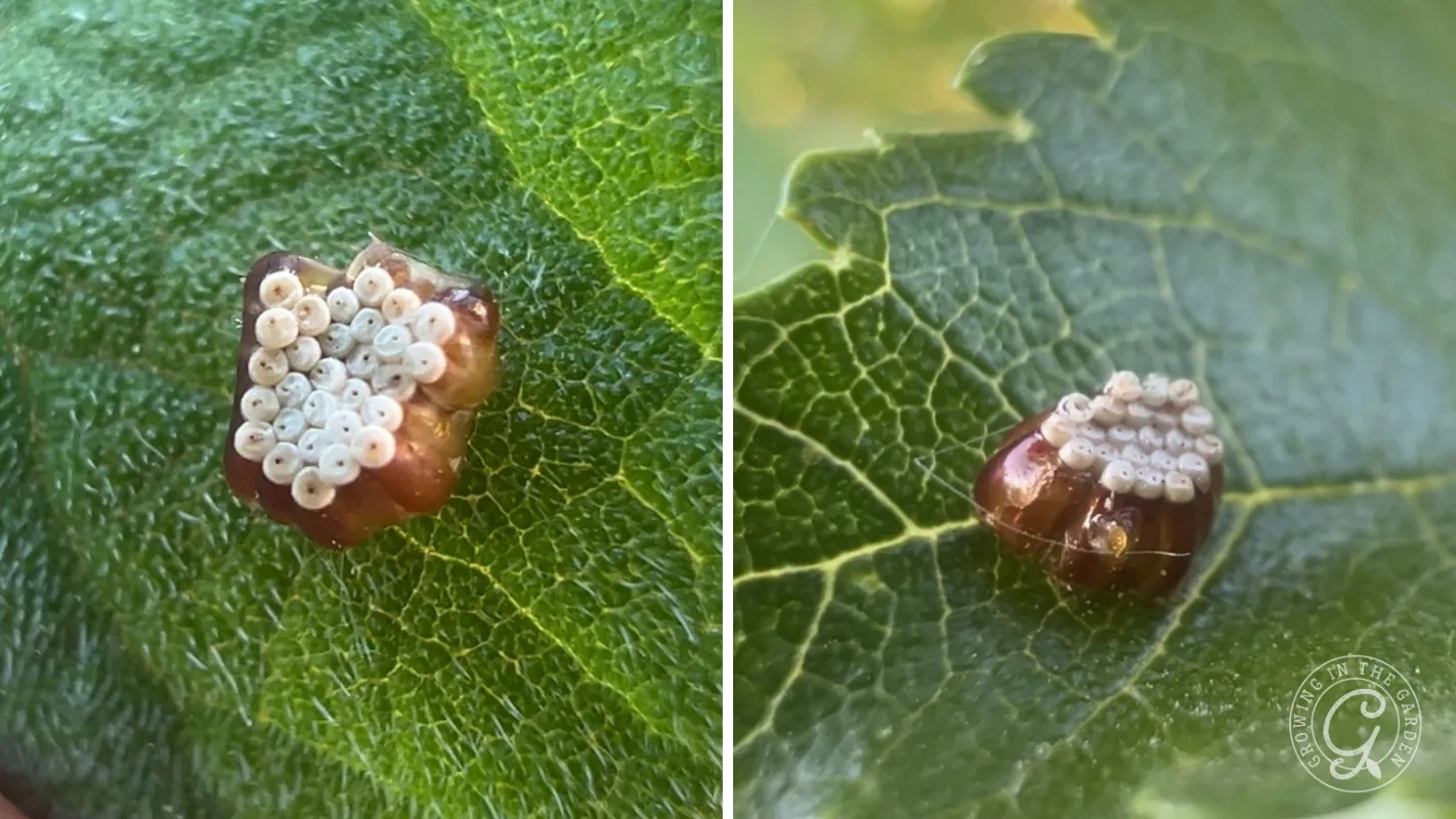 Close-up of a bug with a cluster of white eggs on its back, sitting on a green leaf.