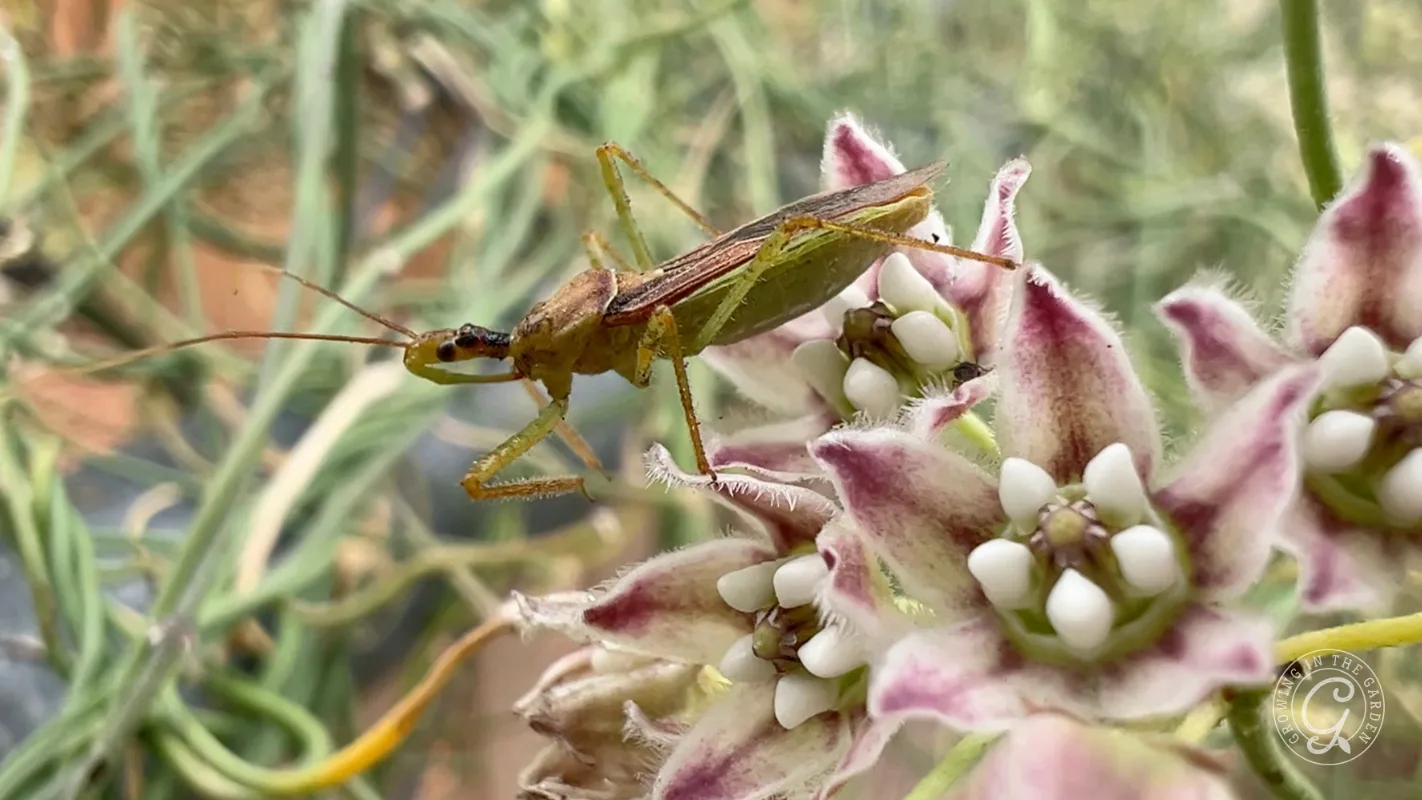 A close-up of an insect perched on pink and white flowers, with green foliage blurred in the background.