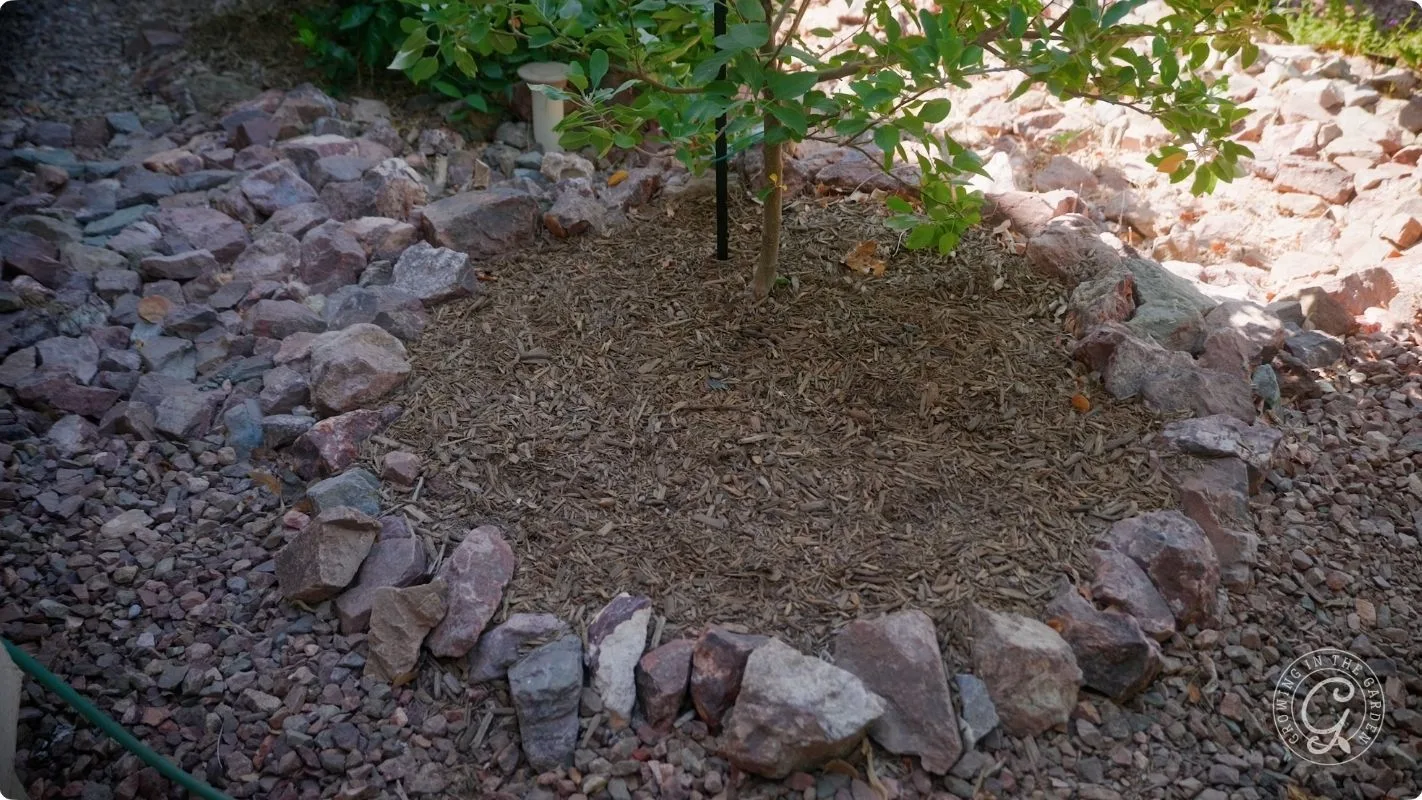 A small tree is surrounded by a ring of stones with mulch inside the circle in a garden setting.