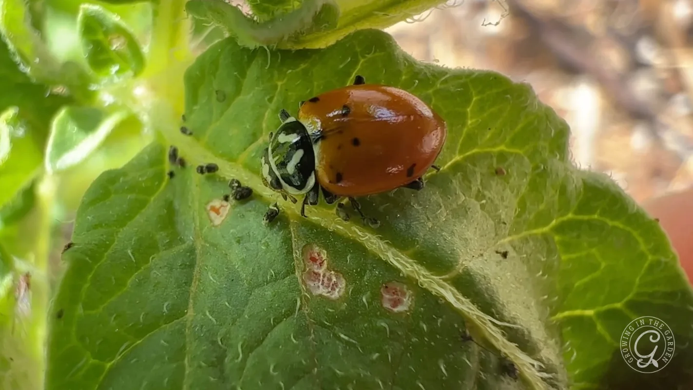 A close-up of a ladybug on a green leaf with small black insects and white spots visible.