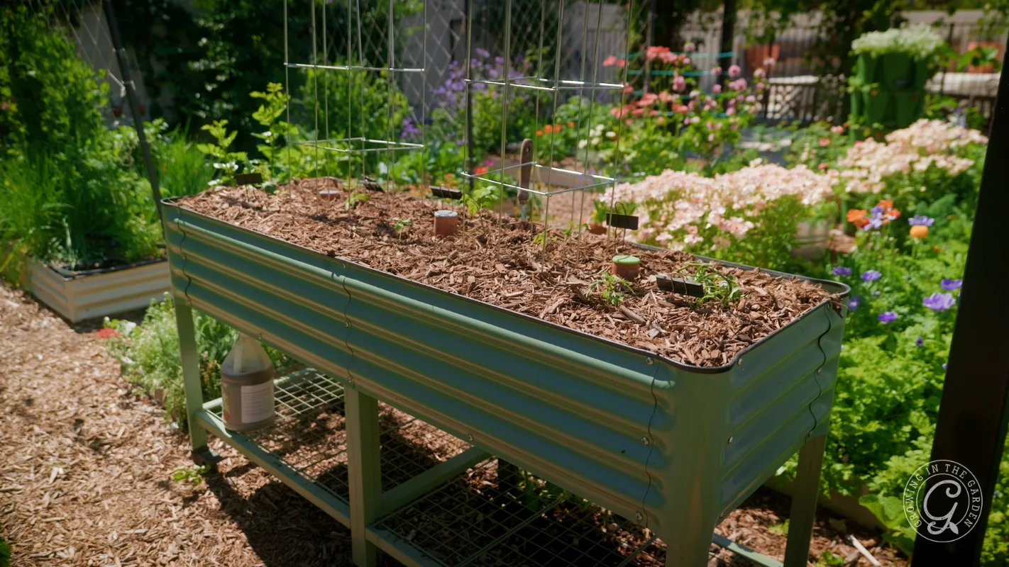 A raised garden bed with young plants and mulch, surrounded by flowers and greenery in a sunny garden.