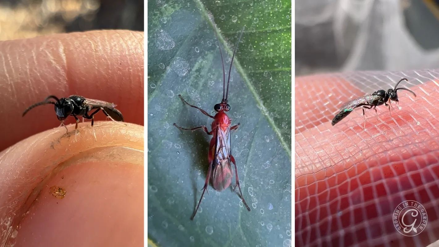 Three close-up photos show different parasitic wasps: black on a finger, red on a leaf, black-green on netting.
