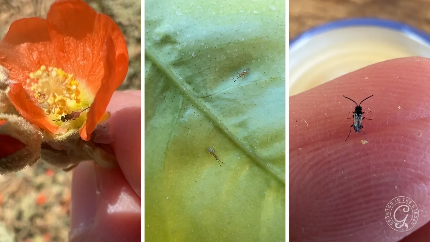 Close-ups show tiny insects on an orange flower, a green leaf, and a fingertip.