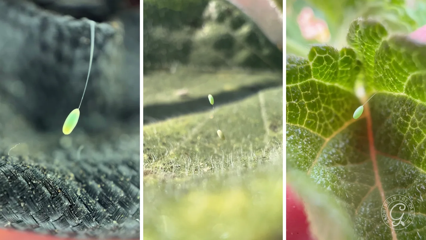 Close-up of a tiny green egg on a single silk thread, shown in three stages against leaf backgrounds.
