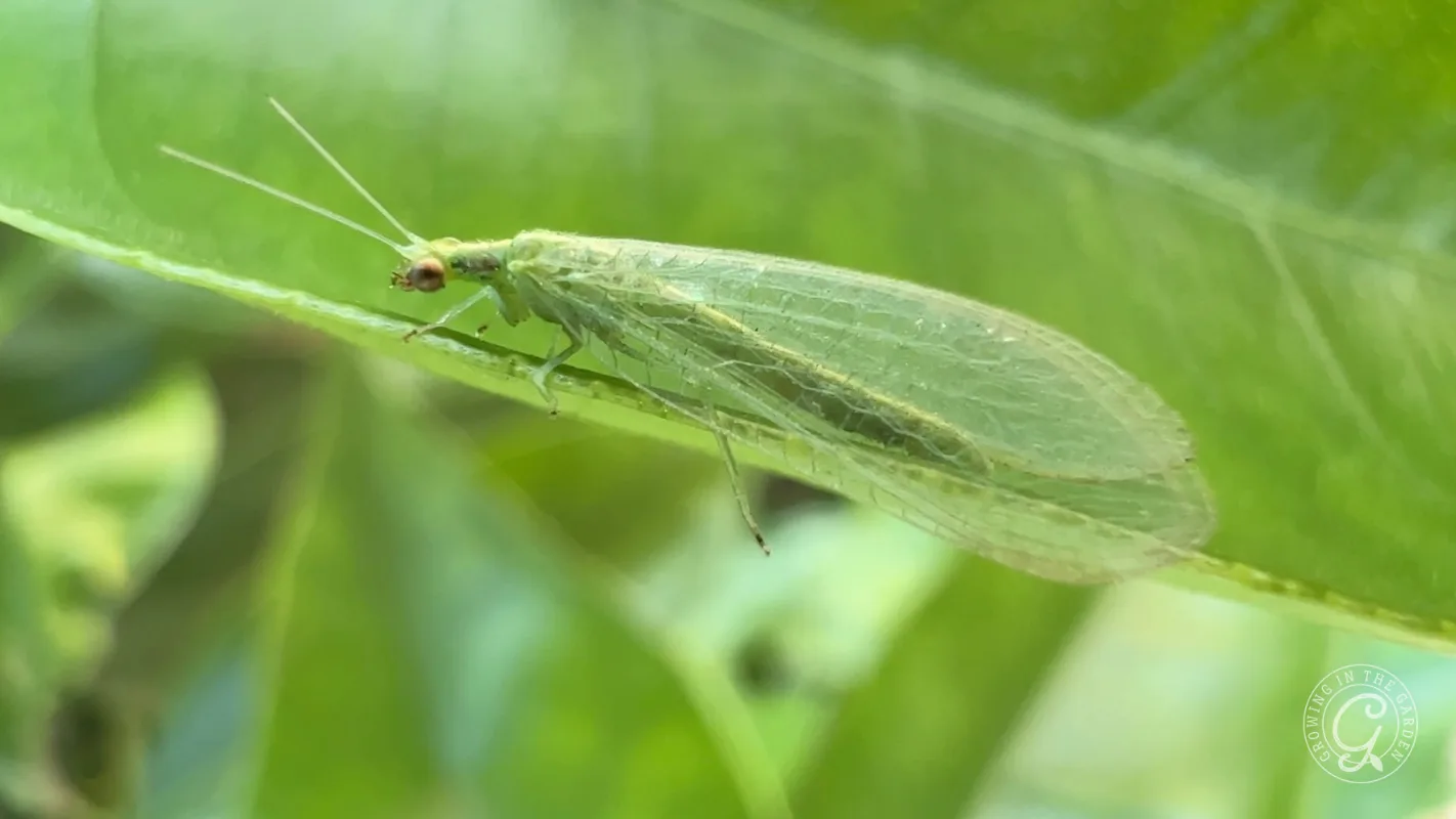 A close-up of a green lacewing insect perched on a leaf with a blurred green background.