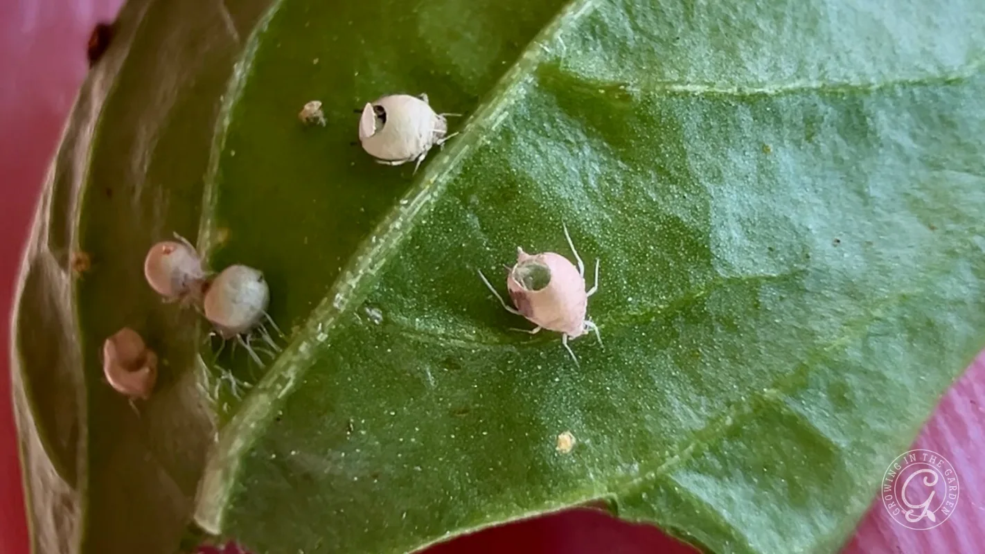 Close-up of three small white bugs crawling on a green leaf, showing their legs and body details.