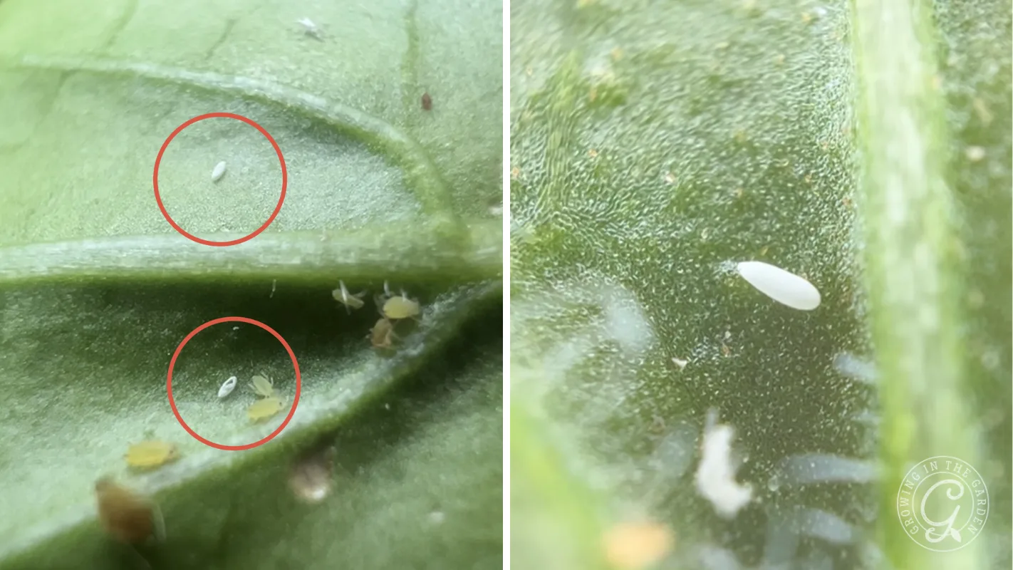 Close-up of a green leaf with tiny white insects circled in red, shown in further detail on the right side.