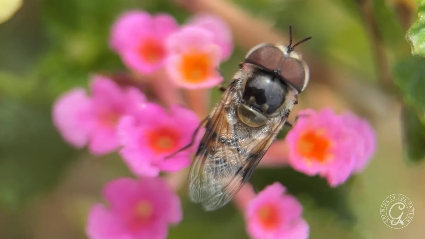A close-up of a bee on bright pink flowers, with a blurred green and pink background.