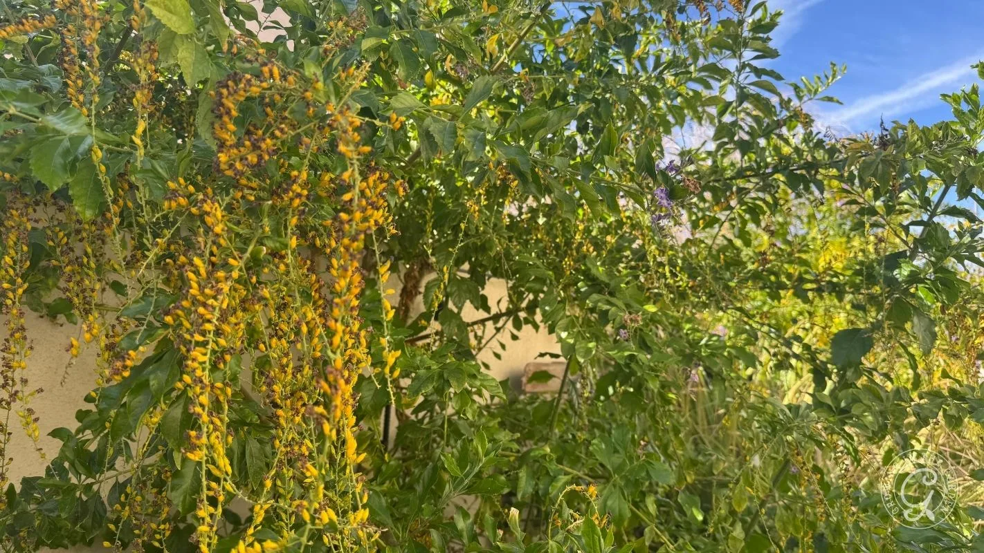 Skyflower growing with berry clusters hanging below.