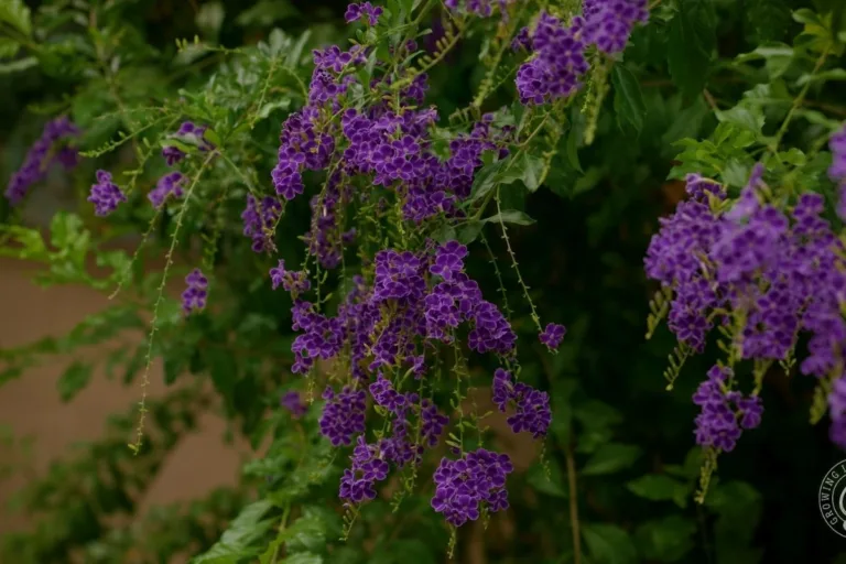 How to Grow Skyflower in the Low Desert Garden featured image