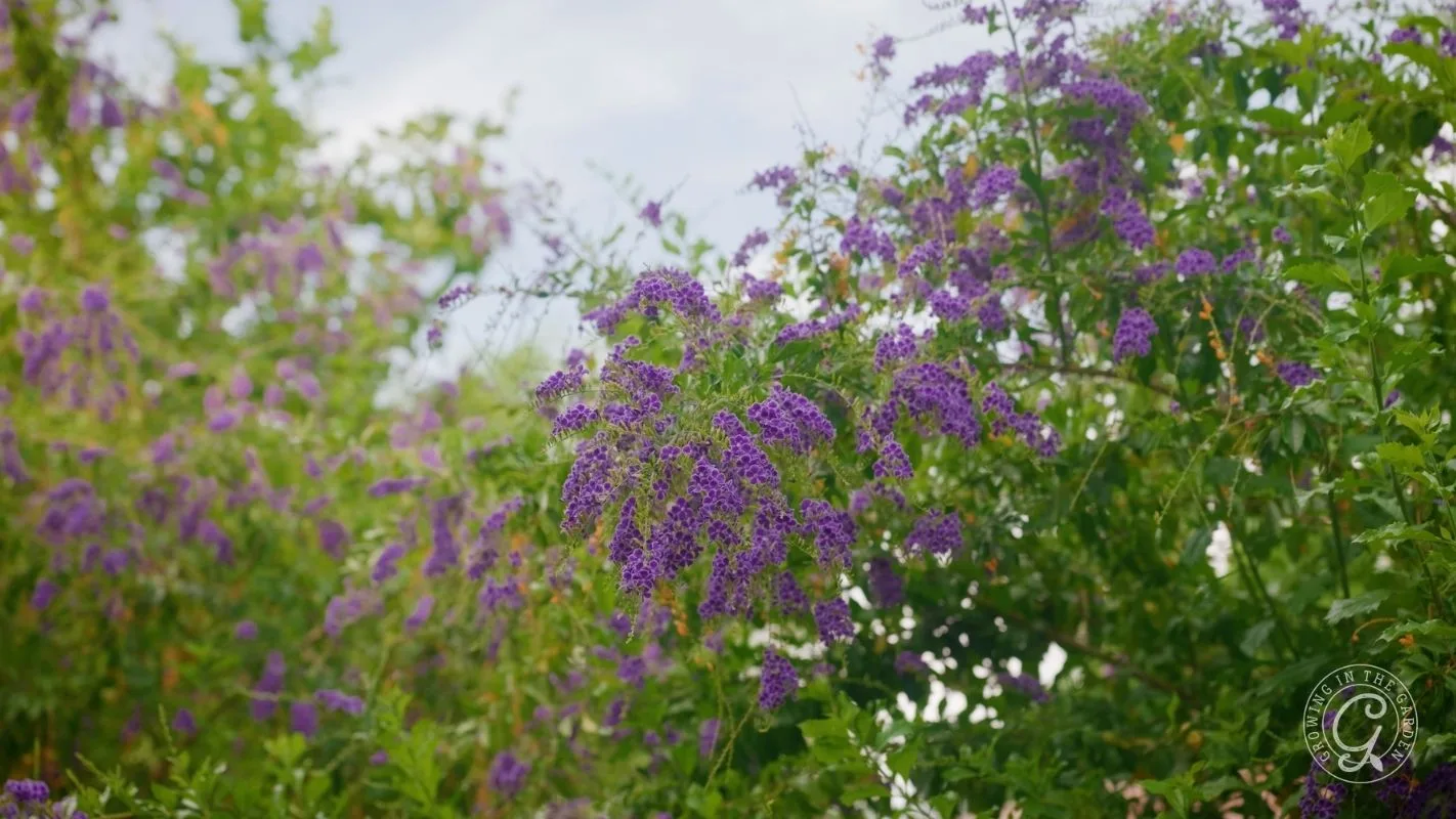 Purple flowers on skyflower (duranta erecta) blooming on green leafy bushes under a cloudy sky.