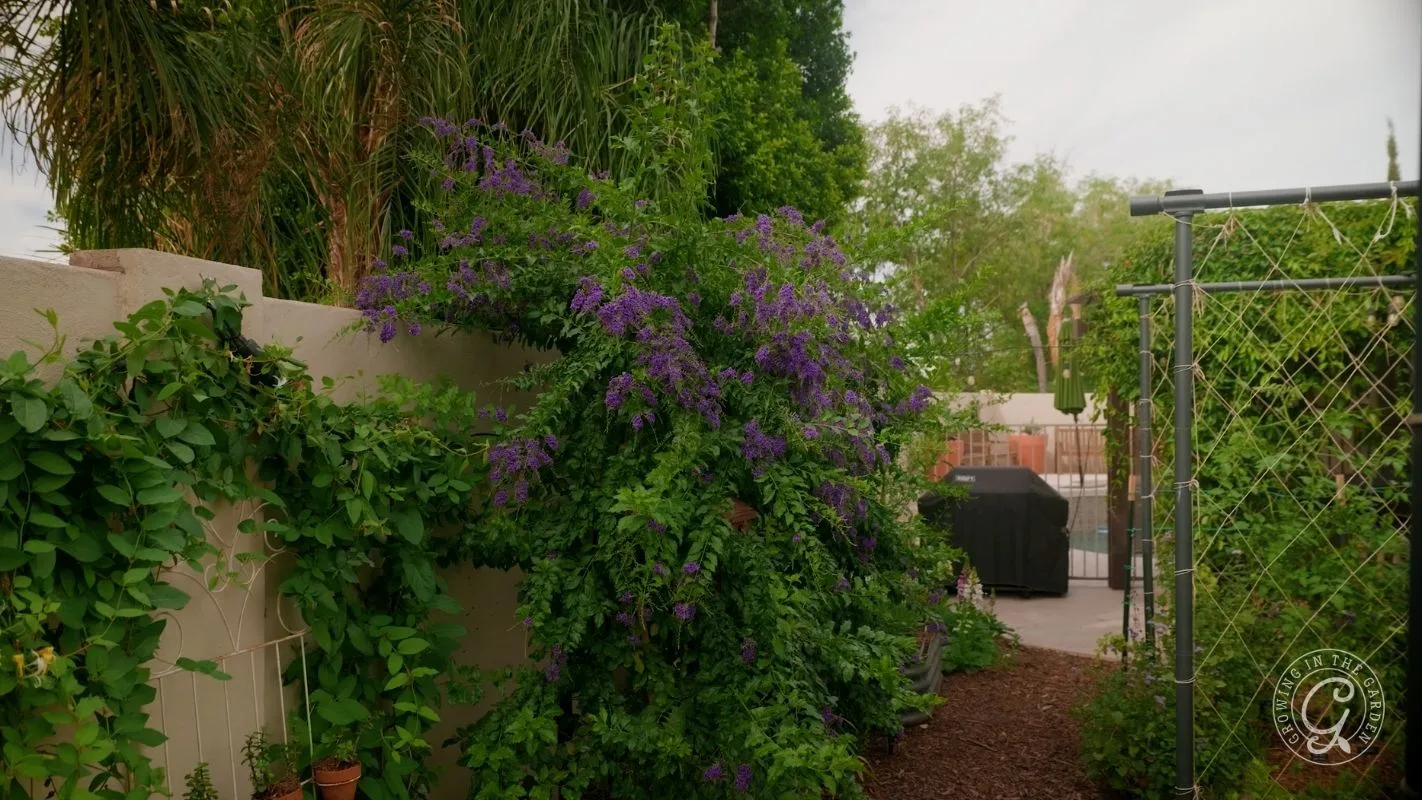 A lush garden with a tall skyflower (duranta erecta)covered in purple flowers beside a fence and a patio area in the background.