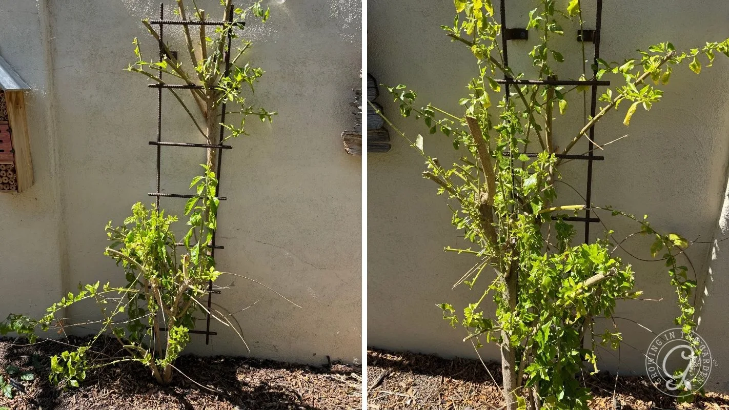 Two photos show a pruned and recovering skyflower plant growing against a wall on a wooden trellis.