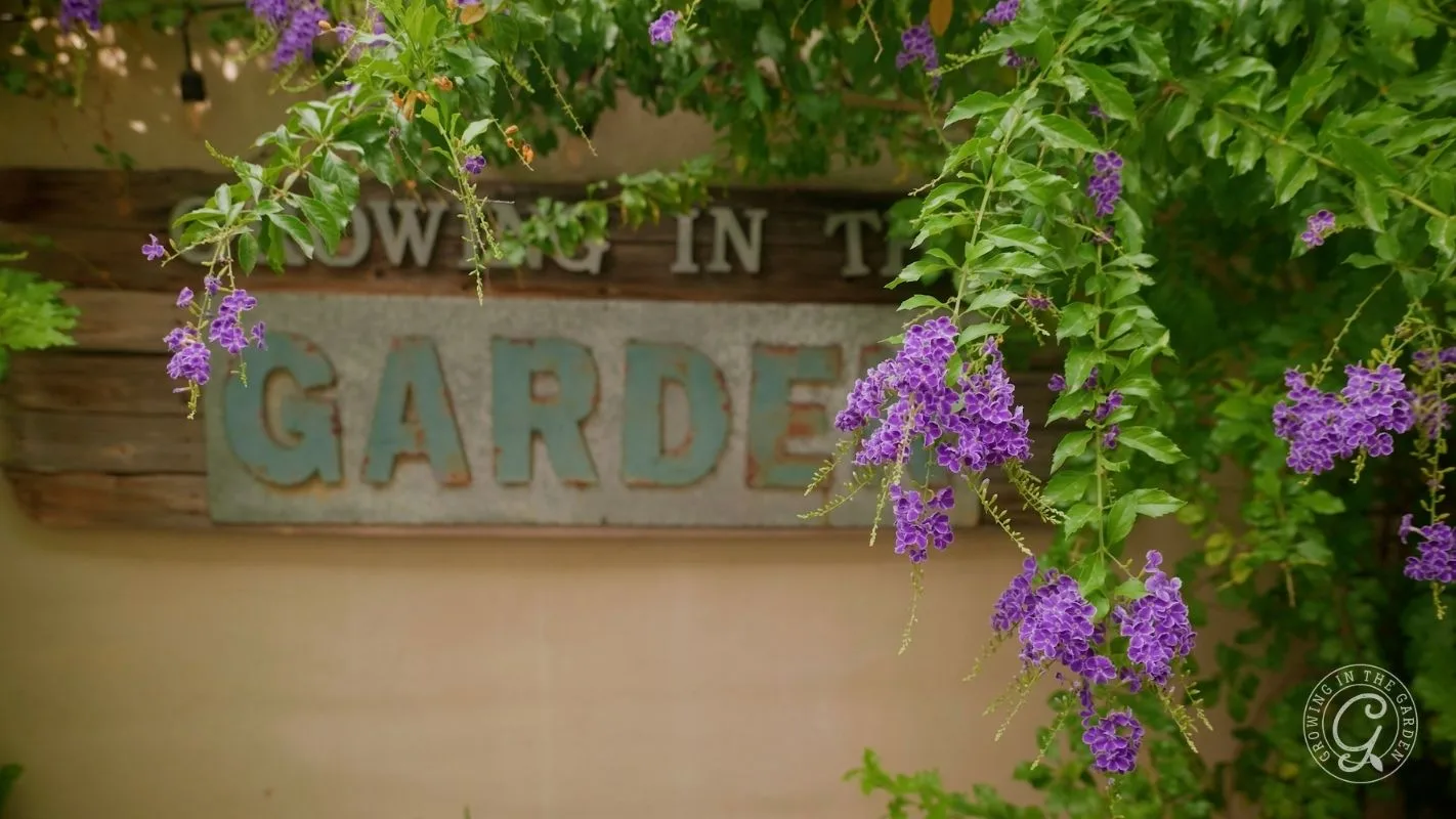 Purple flowers on skyflower (duranta erecta) hang in front of a rustic Garden sign partially hidden by green foliage.