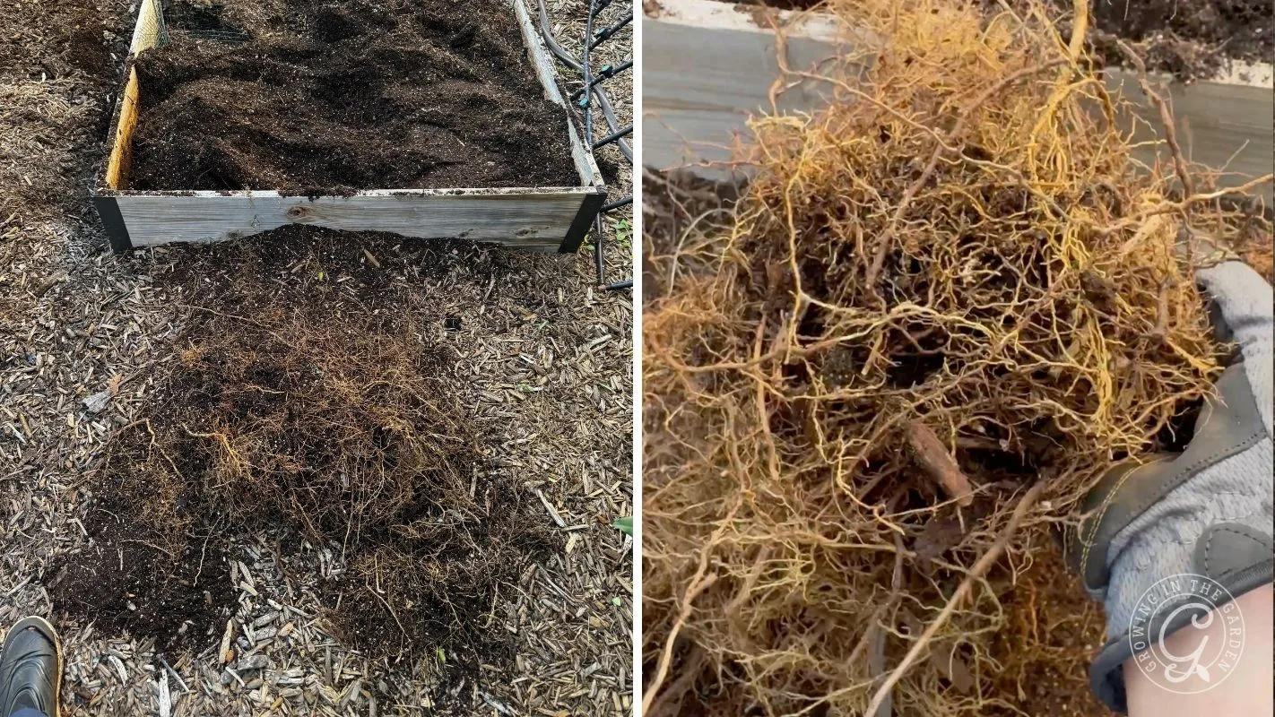 Left: Pile of tangled roots beside a garden bed. Right: Close-up of gloved hand holding dried roots.