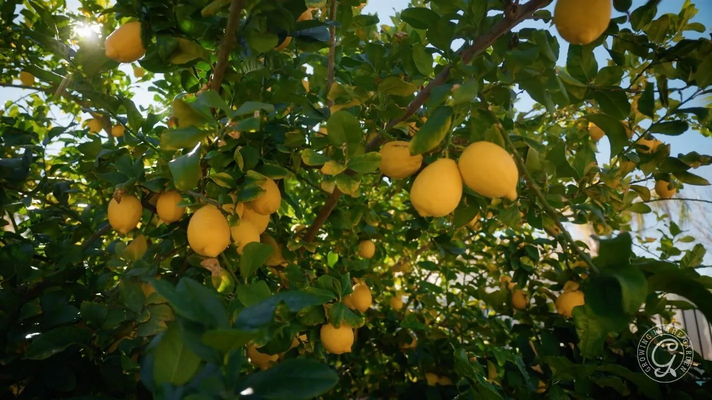 Bright yellow lemons growing on a leafy green lemon tree, bathed in sunlight.