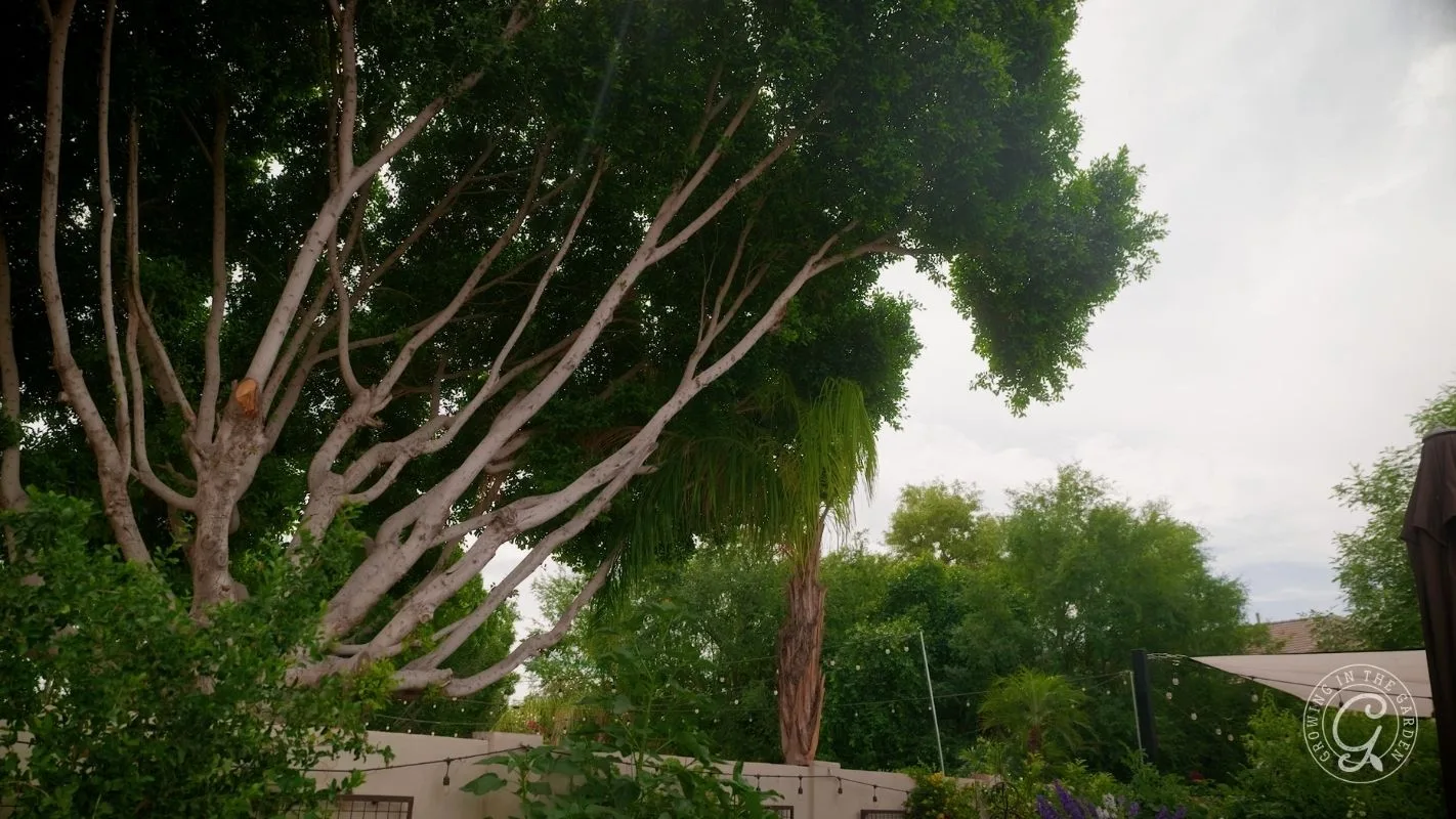 Tall, leafy trees with white trunks in a lush backyard under a cloudy sky.