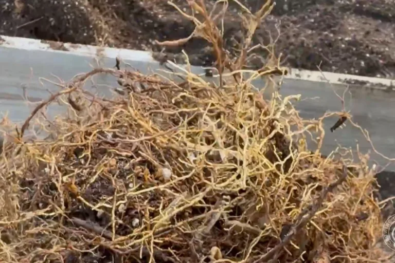 How to Keep Tree Roots Out of Raised Beds featured image