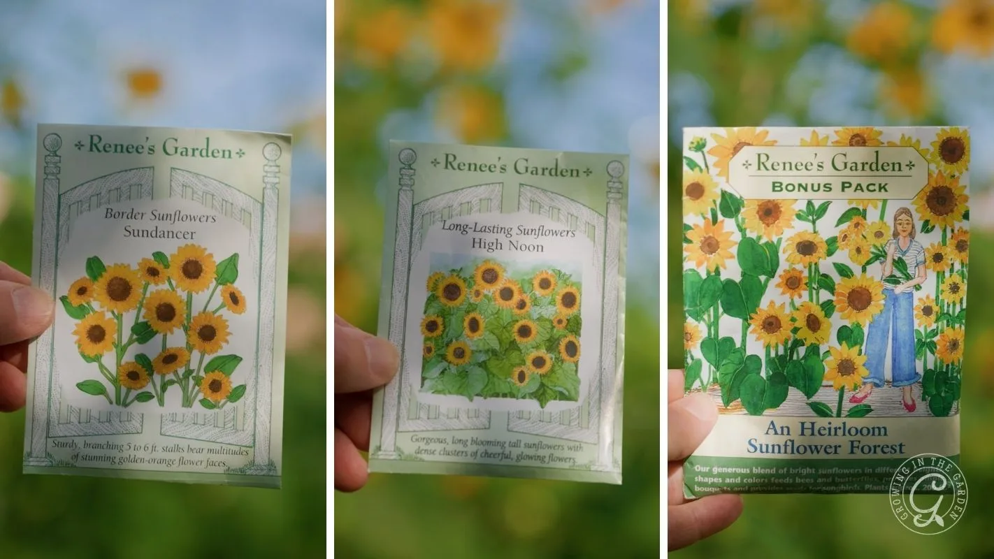 Three packets of Renee&rsquo;s Garden sunflower seeds held up against a blurred sunflower field background.