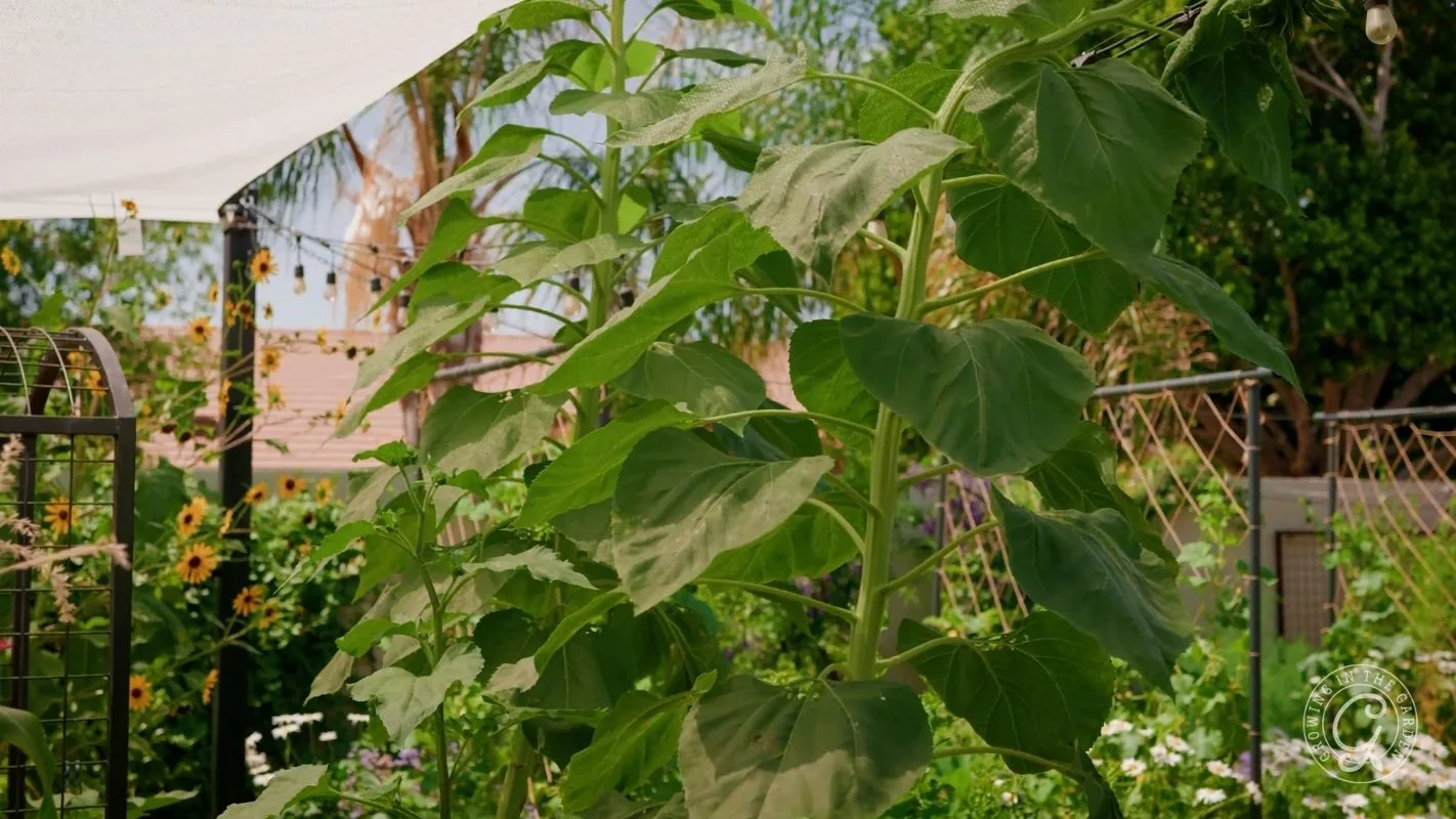 Tall green sunflower plants growing in a lush garden with other flowers and trees in the background.