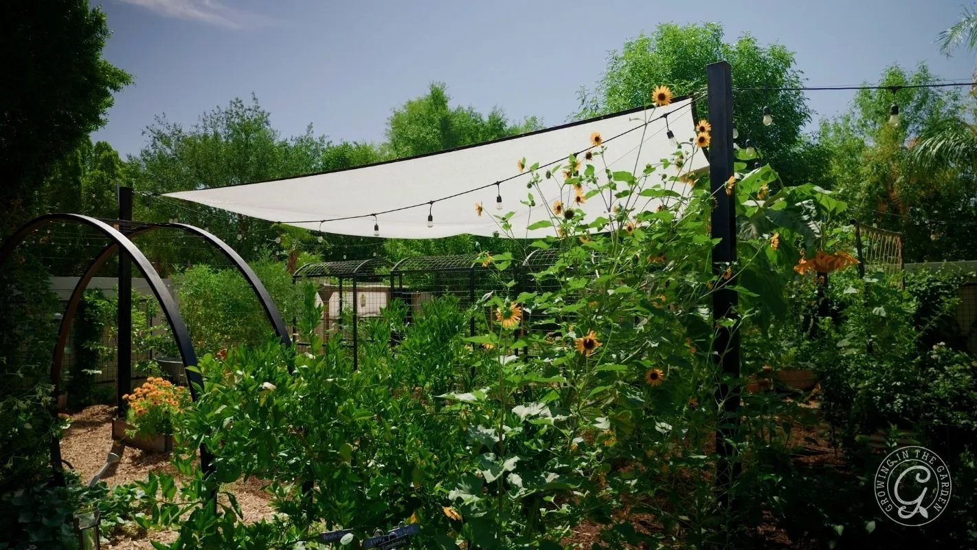 A garden with sunflowers, greenery, and a white shade sail overhead with string lights.
