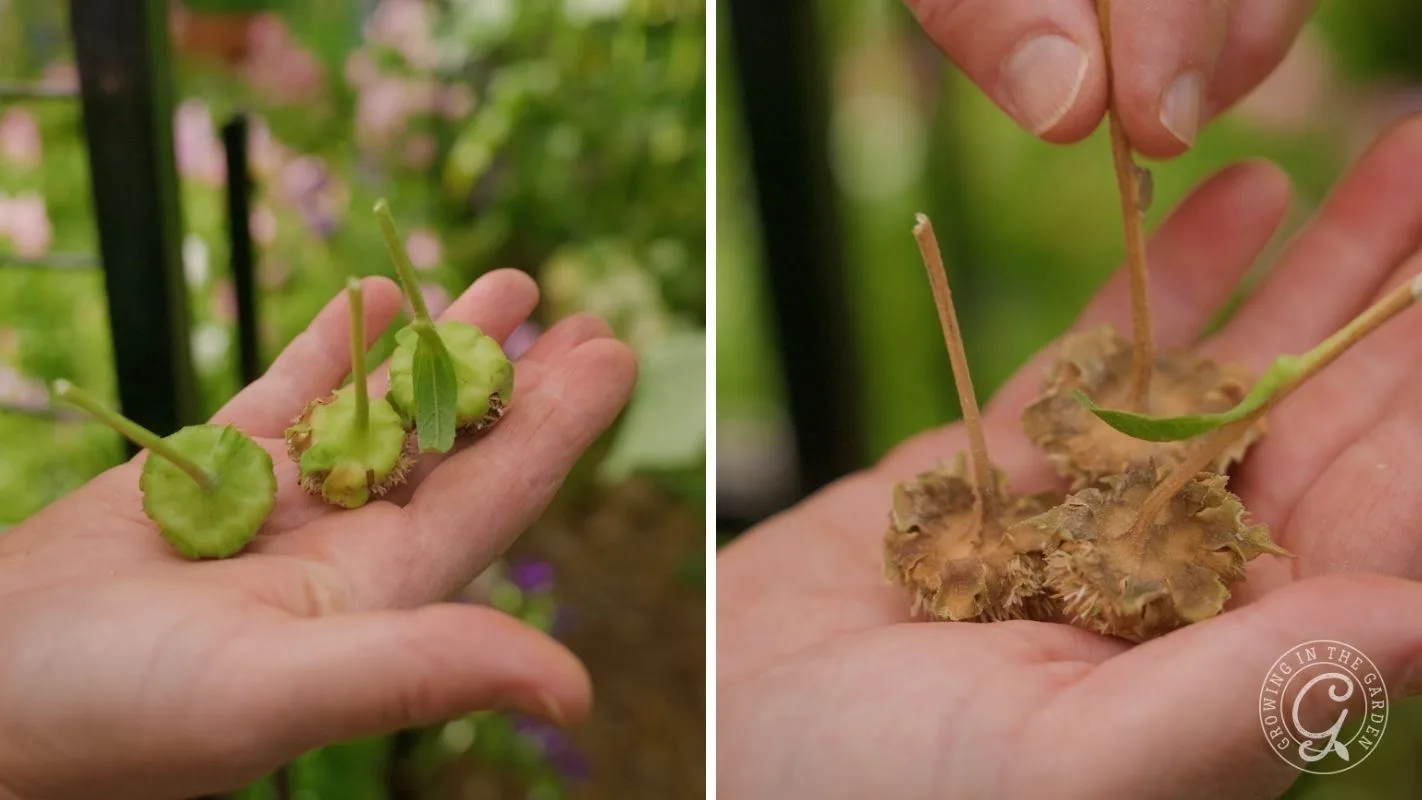 Close-up of a hand holding fresh and dried sunflower seed heads for seed saving in a garden.