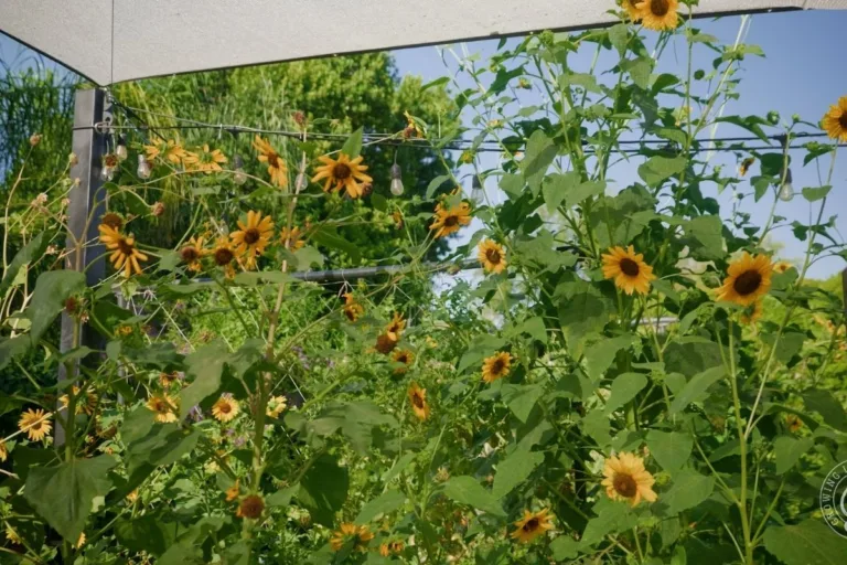 Using Sunflowers for Shade in Hot Summer Climates featured image