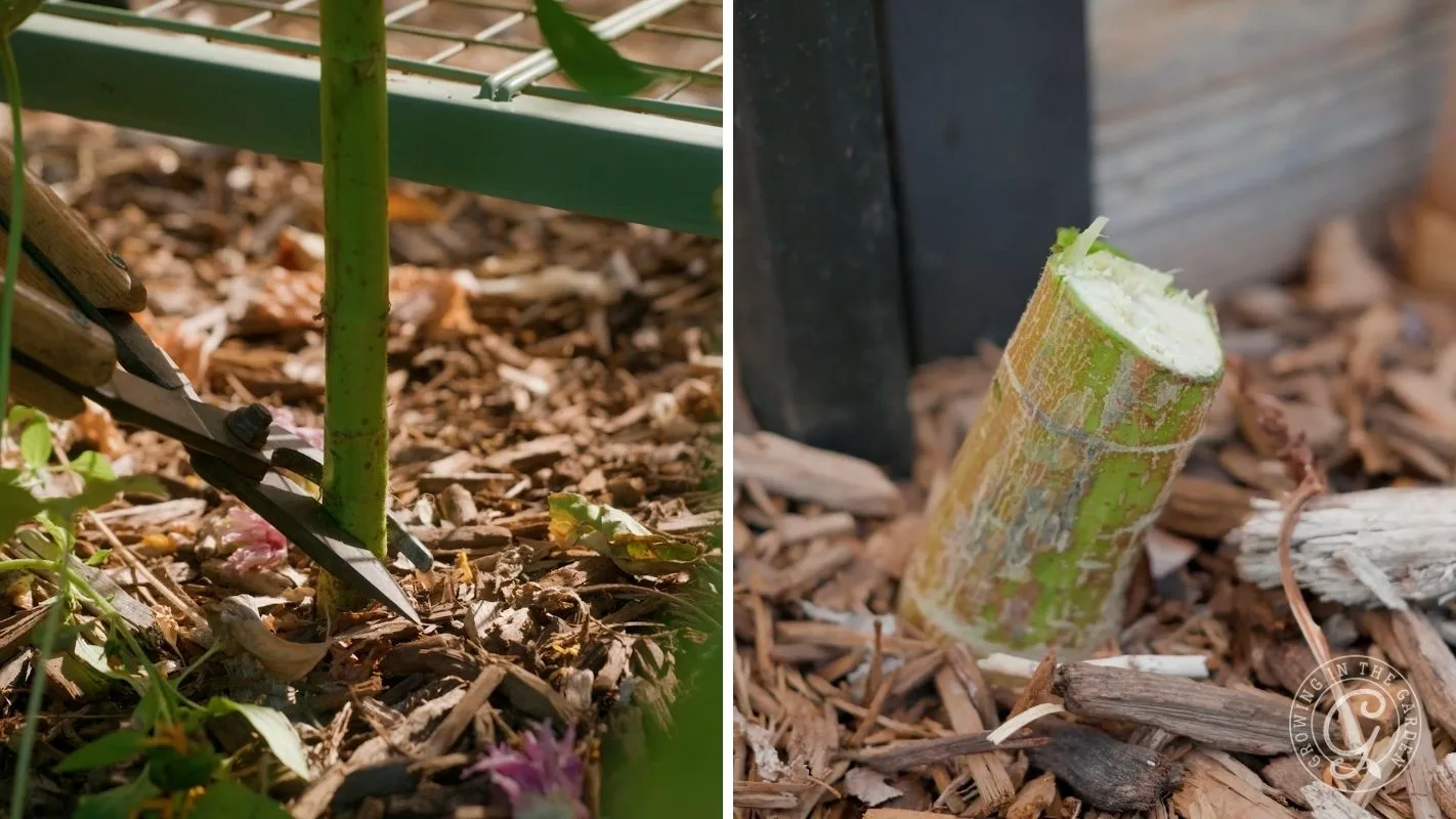 Left: Pruning shears cutting a green stem; right: freshly cut plant sunflower stem in mulch.