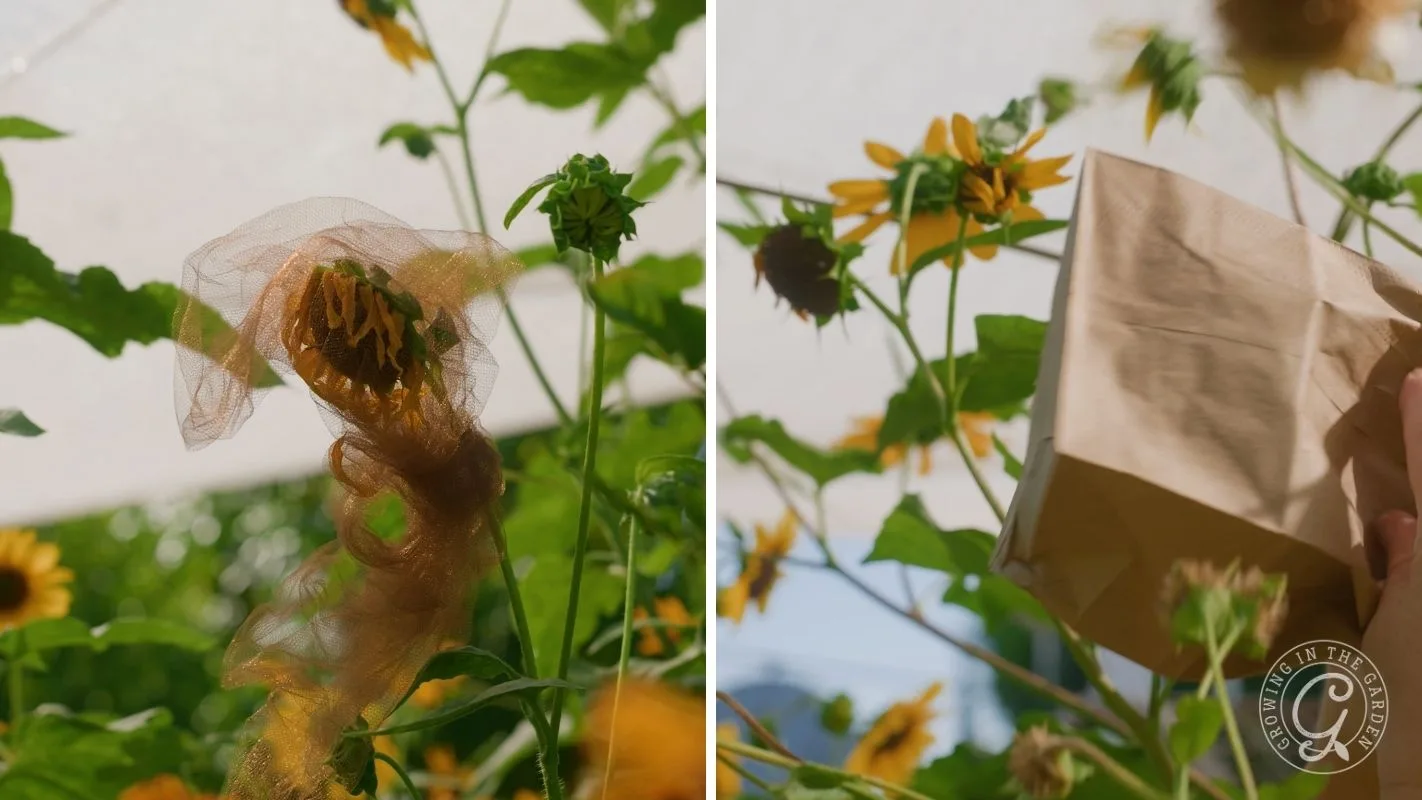 Left: Sunflower head covered with mesh. Right: Hand holding a paper bag over a sunflower outdoors.
