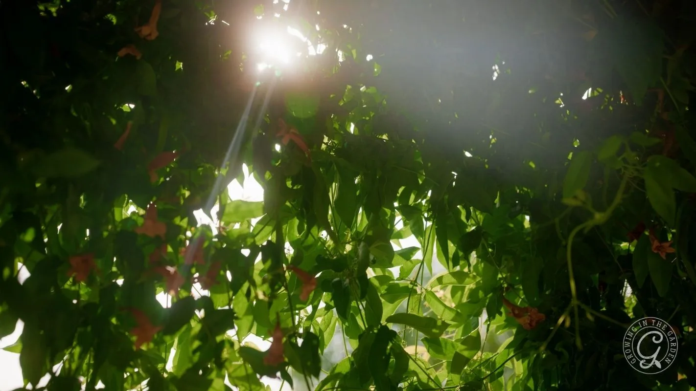 Sunlight shines through lush green leaves and pink flowers, creating a soft, glowing effect.