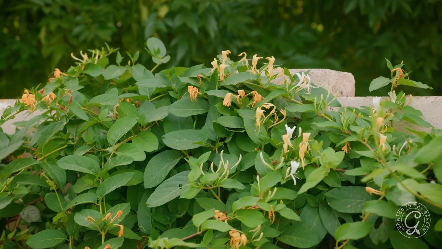Green leafy honeysuckle plant with yellowing and white flowers against a blurred outdoor background.