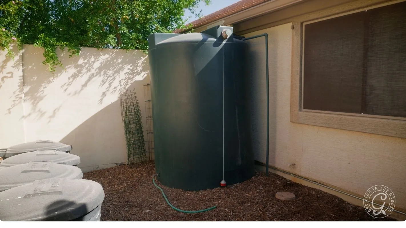 Large black rainwater tank beside a house, connected to a downspout, with a garden hose at its base.