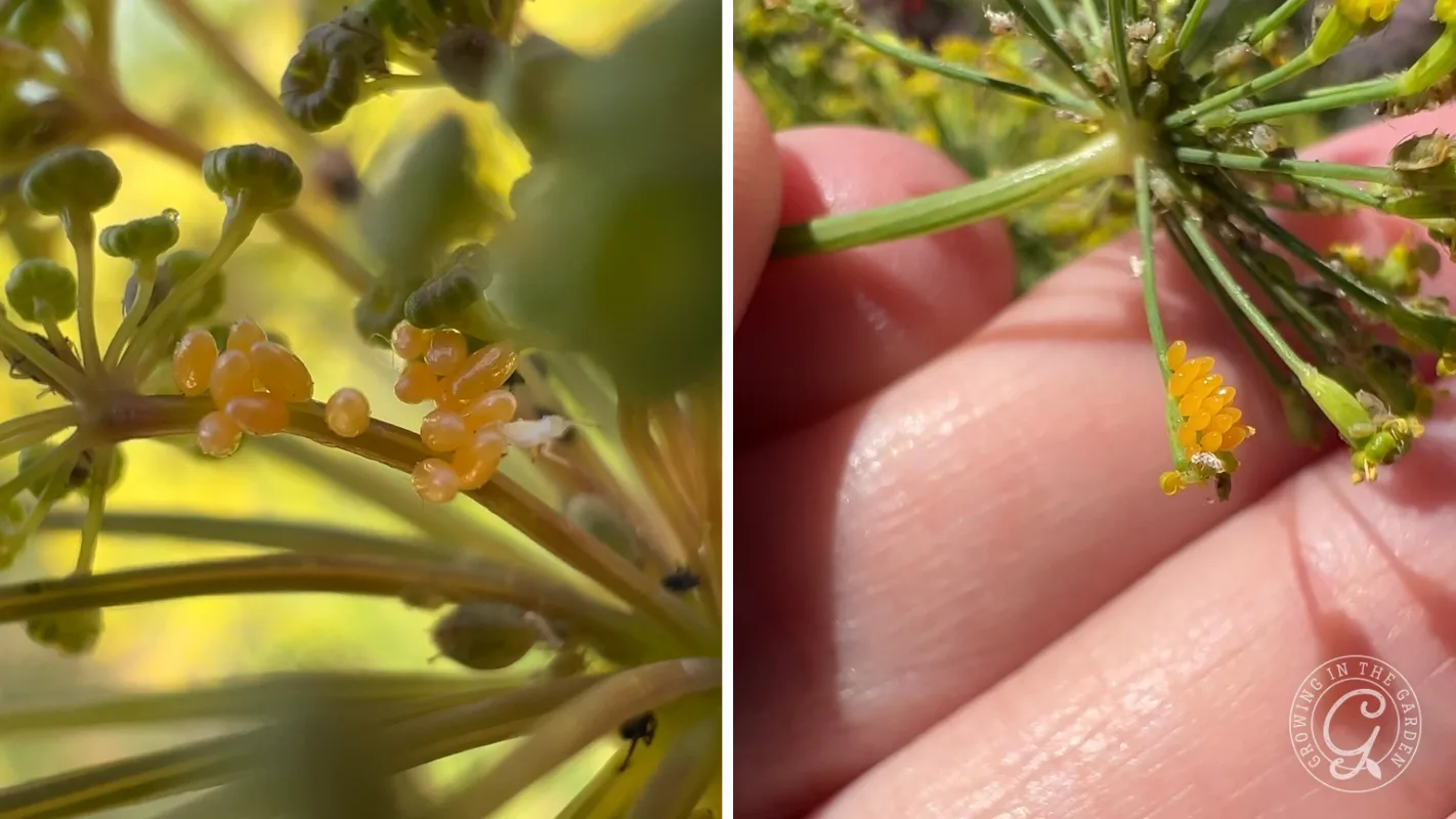 Close-up of small yellow insect eggs on green plant stems, with fingers gently holding one stem.