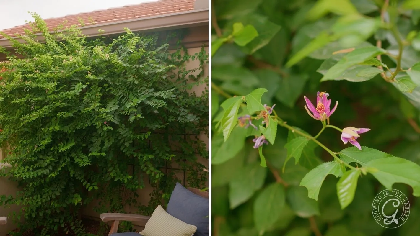 A leafy green shrub by a patio, with a close-up of its small purple and pink flowers.
