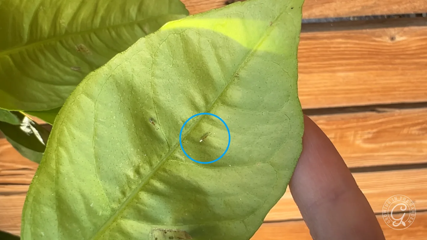A small insect on a green leaf is highlighted with a blue circle; wooden planks in the background.