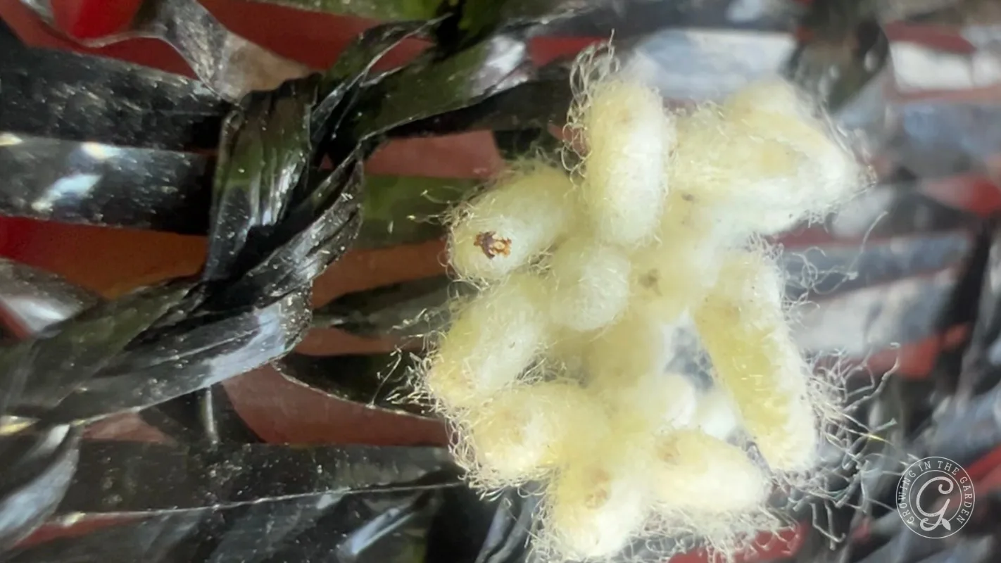 A close-up of white silkworm cocoons clustered together beside dark, twisted leaves or plastic strips.