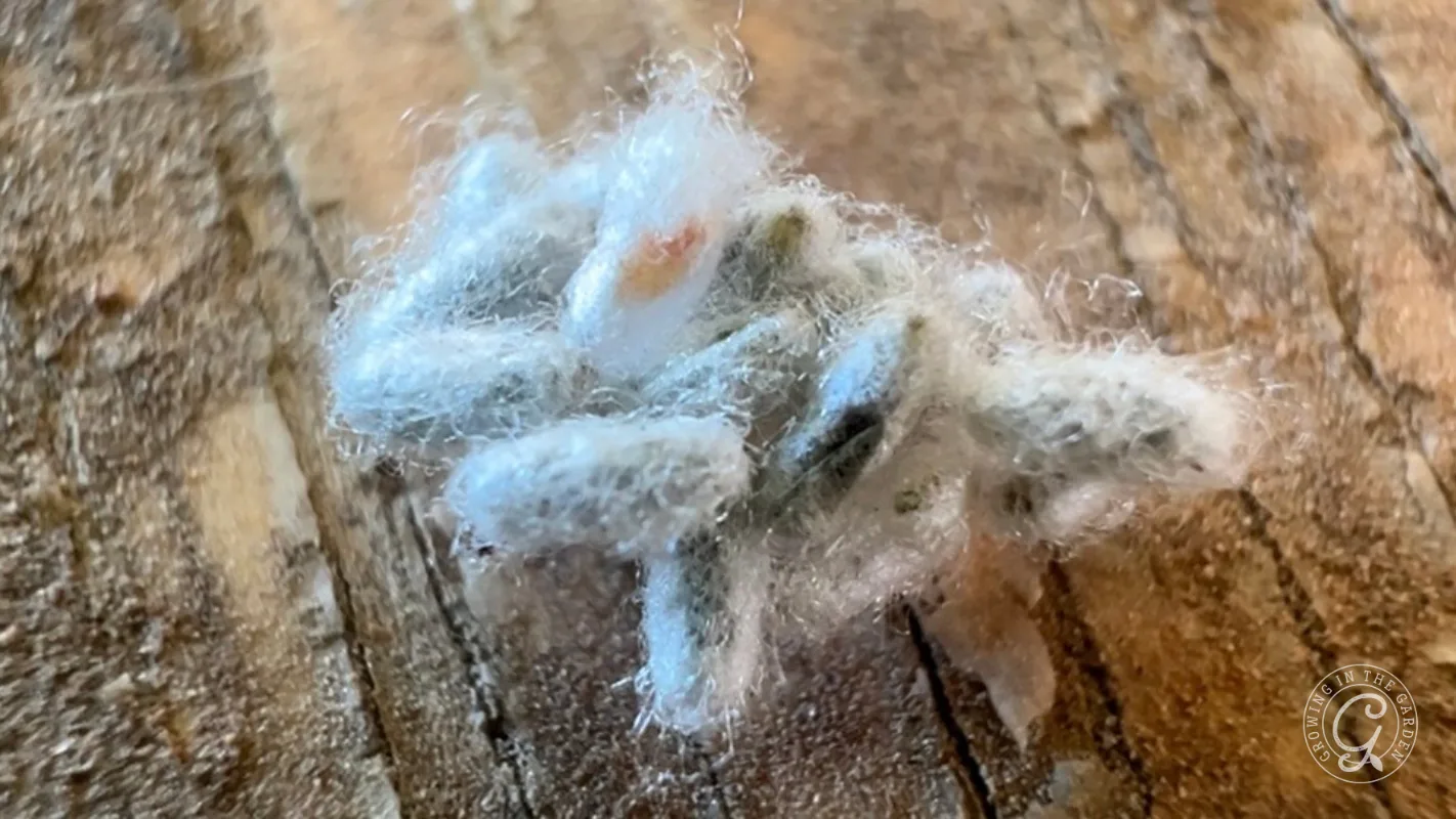 A small, fuzzy white insect resembling a tuft of cotton rests on a textured wooden surface.