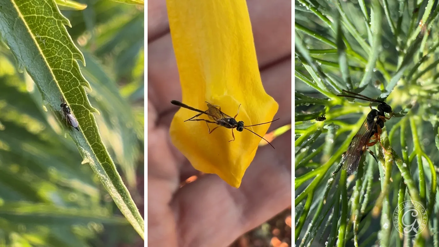 Three close-up images of small black insects on green leaves and a yellow petal in natural outdoor light.