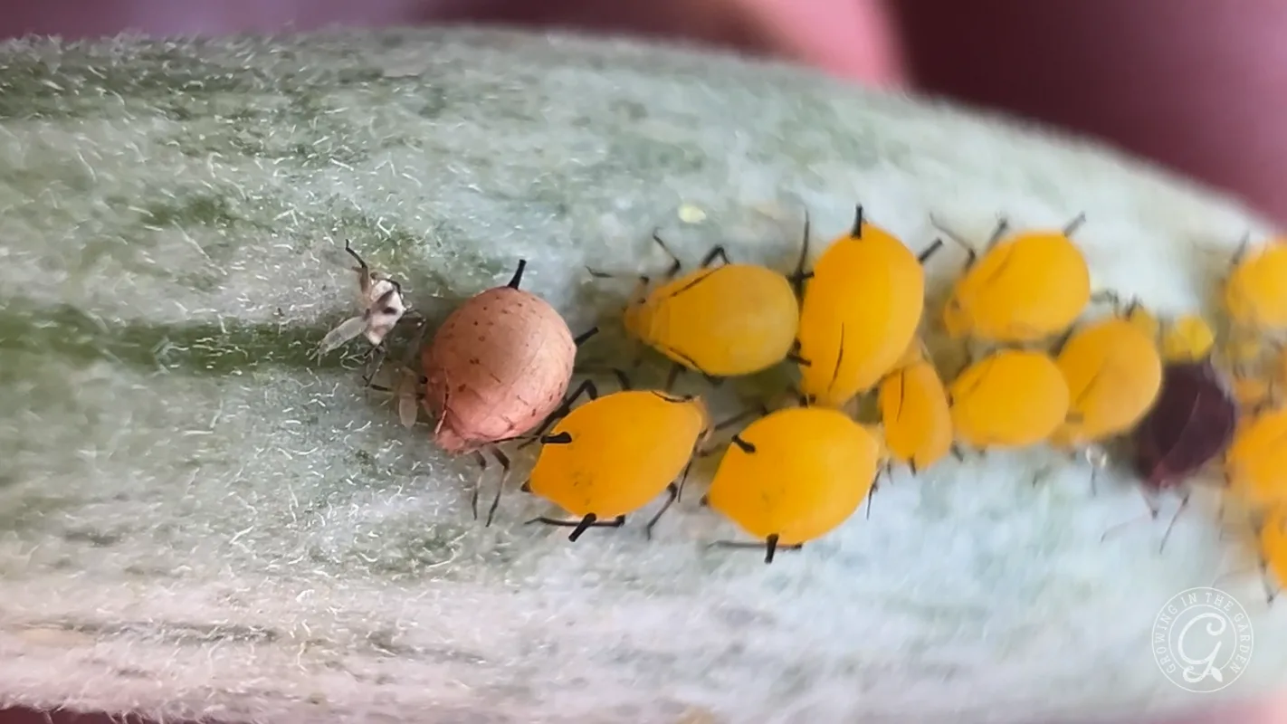 Close-up of yellow aphids clustered on a green plant stem, with a brown aphid and a small white insect nearby.