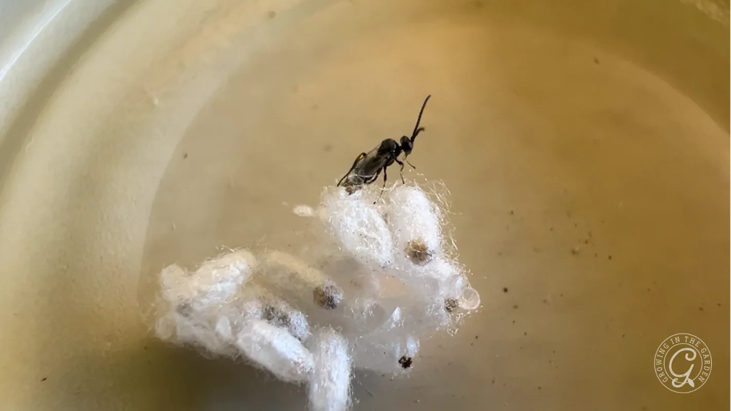 A small black wasp stands on white silken cocoons floating in a shallow dish of liquid.