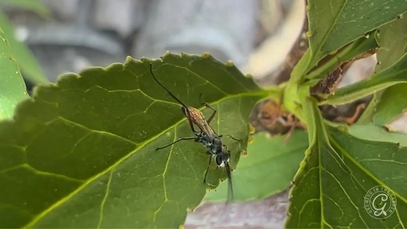 A black wasp with long antennae stands on a green leaf with visible veins.
