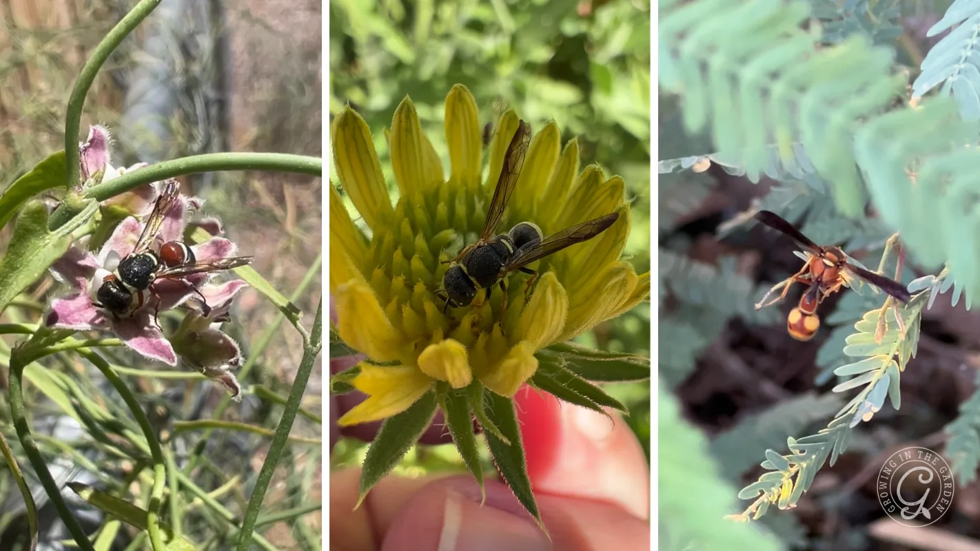 Three close-up photos of wasps on different flowers and plants in outdoor natural settings.