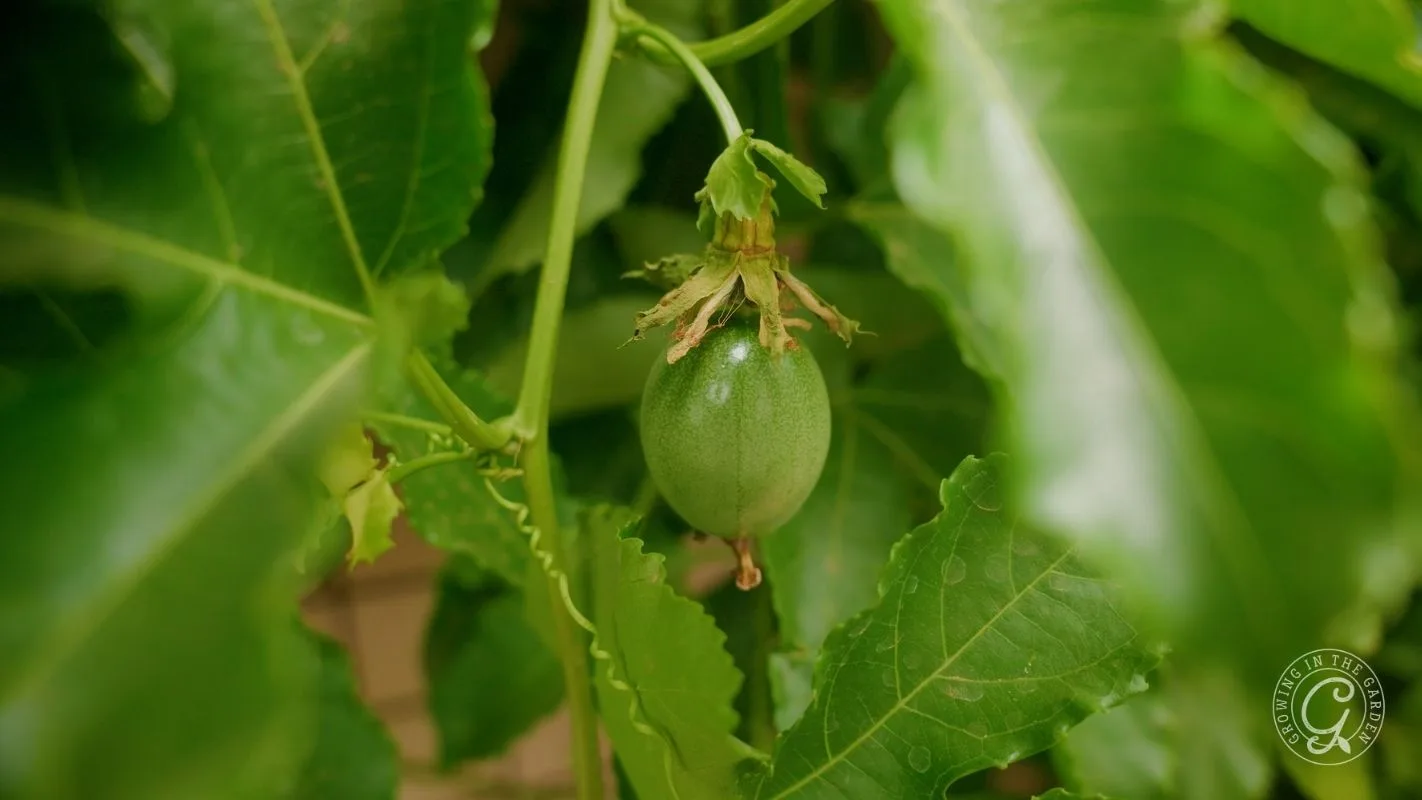 A green passion fruit hanging from a vine surrounded by lush green leaves.