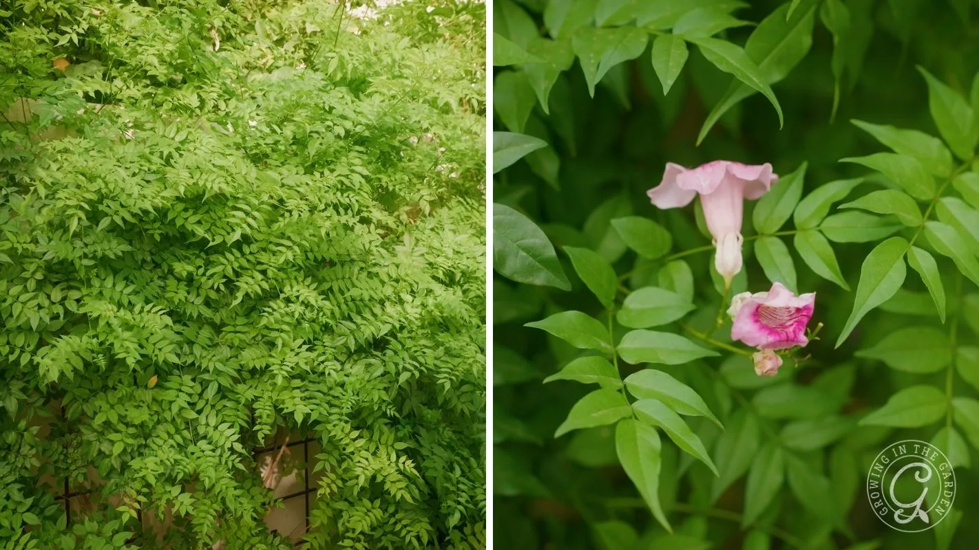 Lush green foliage on the left; close-up of pink trumpet-shaped flowers among leaves on the right.