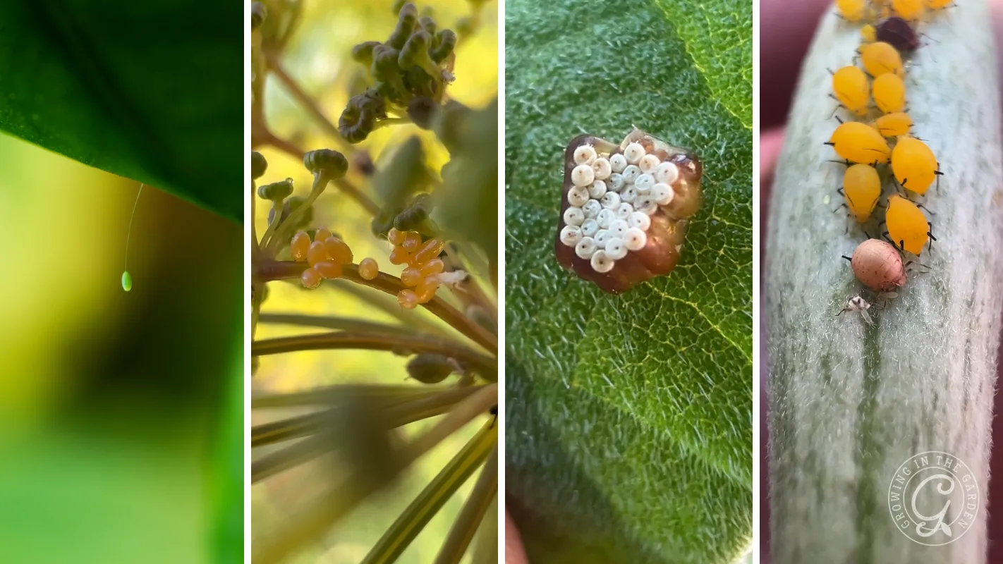 A collage of close-up images showing aphids and their eggs on green leaves and plant stems.