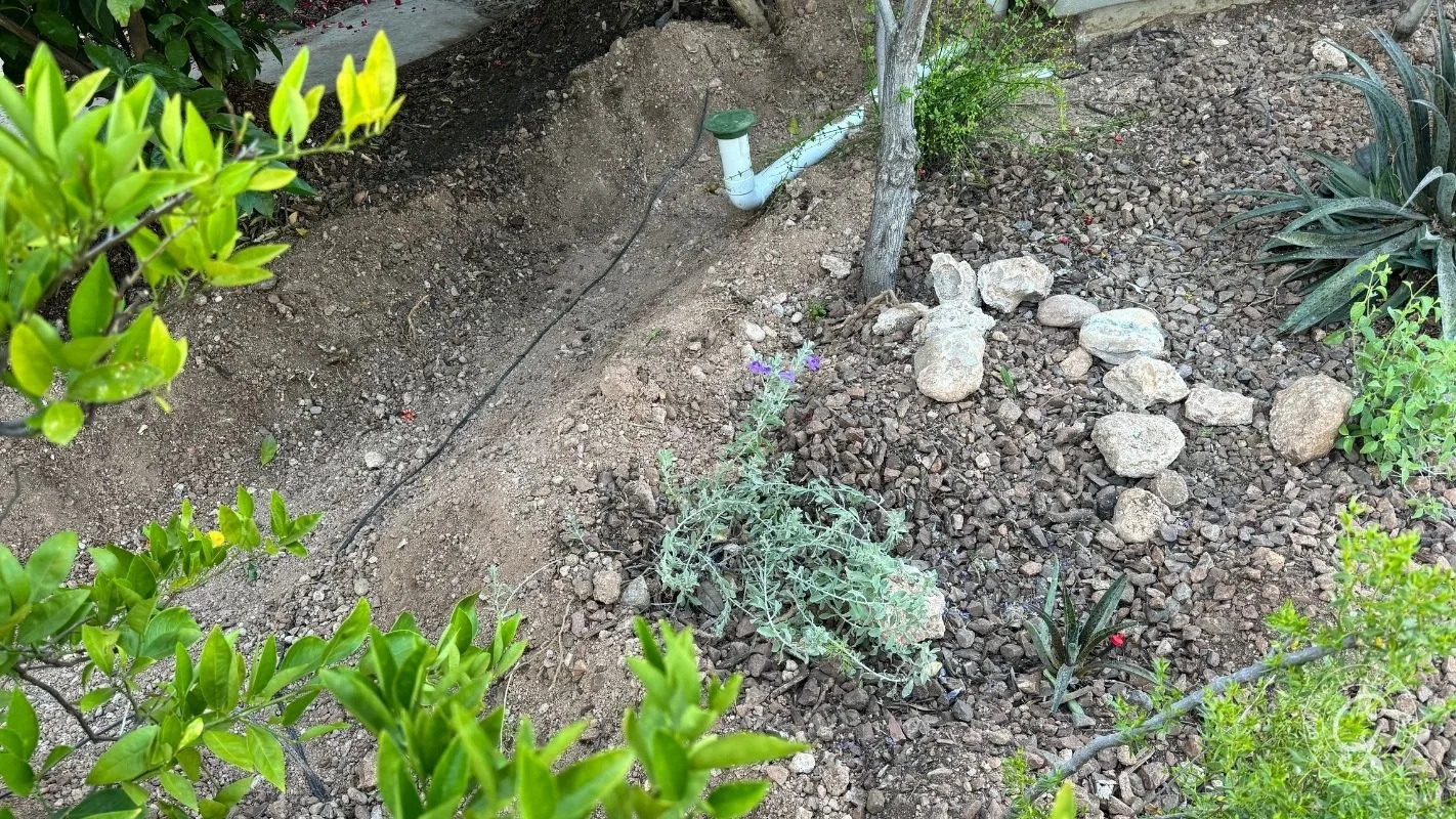 A garden bed with small plants, rocks arranged in a circle, and a white irrigation pipe in the background.