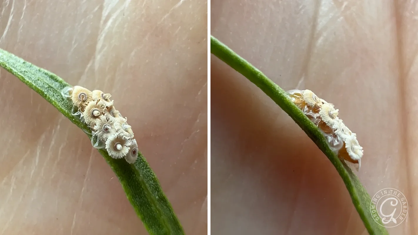 Close-up of a tiny, camouflaged insect on a green stem, shown from two angles against a light background.