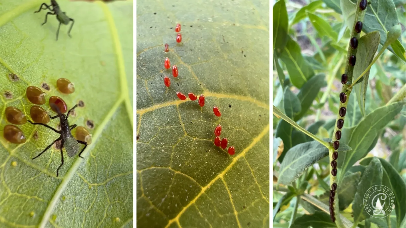 Three panels: bug with eggs, small red insects on a leaf, and bugs lined up along a plant stem.