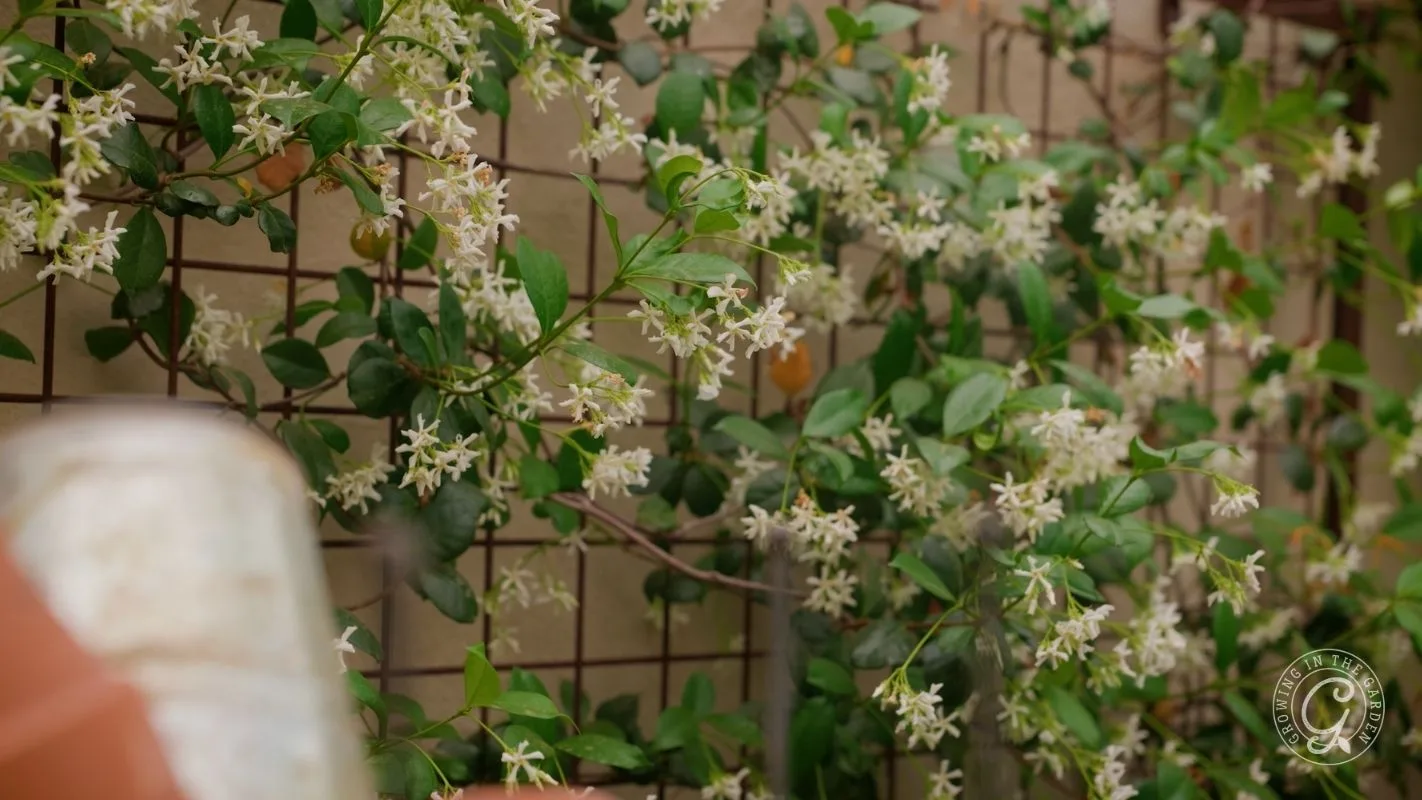 White star jasmine flowers bloom on leafy green vines growing along a brown trellis against a tan wall.