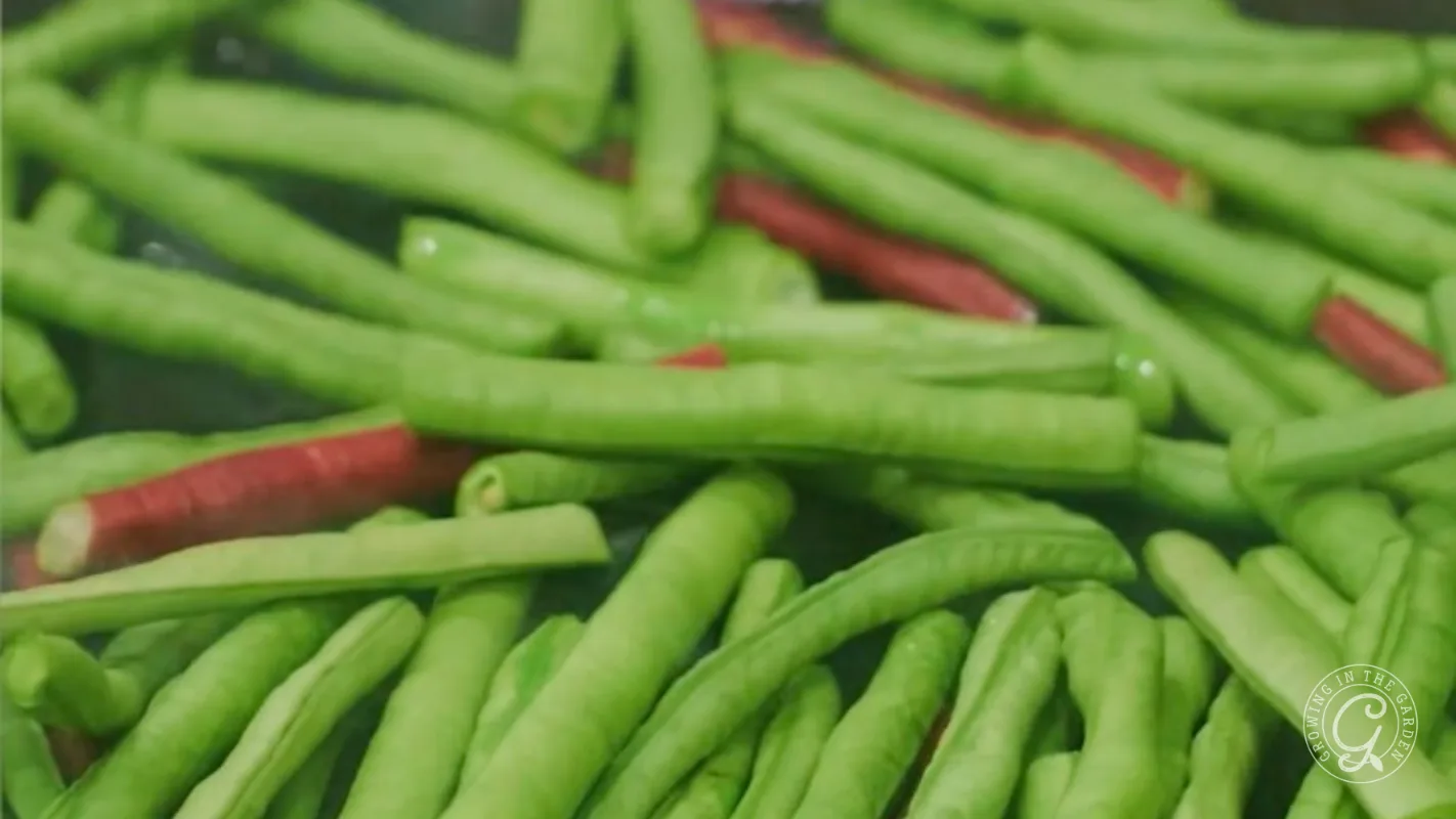 A pile of fresh green beans with a few red beans mixed in.
